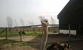 Klik voor vergroting Foto 26